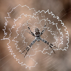 Argiope mascordi