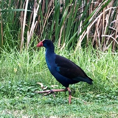 Porphyrio melanotus bellus