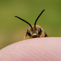 Halictus