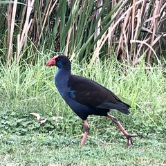 Porphyrio melanotus bellus