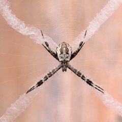 Argiope mascordi