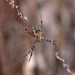 Argiope mascordi