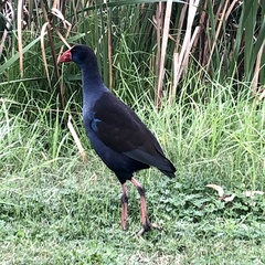 Porphyrio melanotus bellus