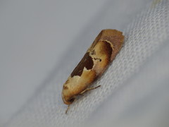 Hoplomorpha camelaea