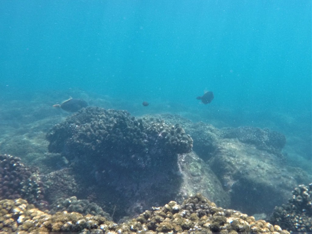 Barred filefish