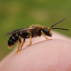 Halictus