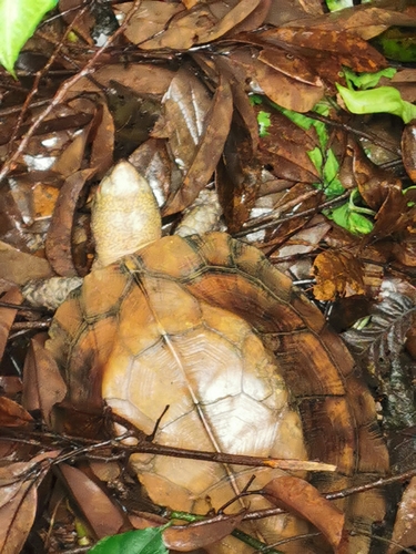 Keeled Box Turtle