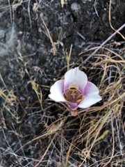 Calochortus argillosus