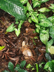 Cuora mouhotii obsti