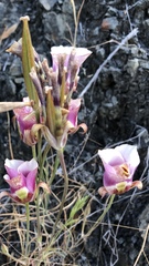 Calochortus argillosus