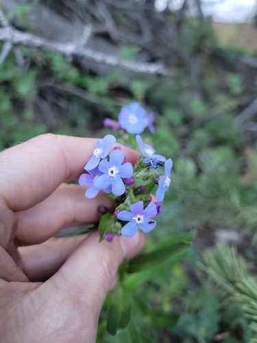 Image of Hackelia nervosa by (c) Mandy Hackney, some rights reserved (CC BY)
