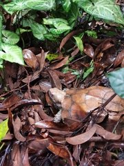 Cuora mouhotii obsti