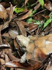 Cuora mouhotii obsti