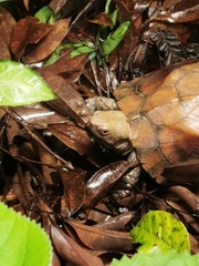 Cuora mouhotii obsti