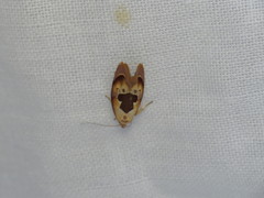 Hoplomorpha camelaea