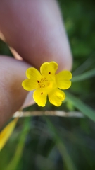 Erythranthe primuloides