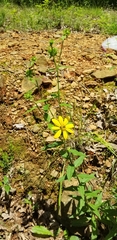 Silphium asperrimum