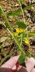 Silphium asperrimum