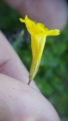 Erythranthe primuloides