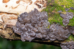 Exidia novozealandica