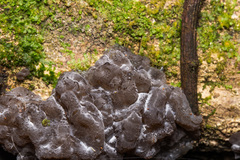 Exidia novozealandica