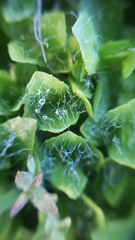 Erythranthe primuloides