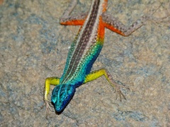Augrabies Flat Lizard photo 2