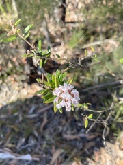 Grevillea phylicoides