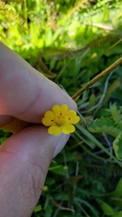 Erythranthe primuloides