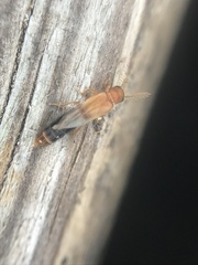 Distremocephalus texanus