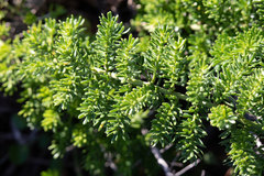 Asparagus densiflorus