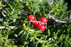 Asparagus densiflorus