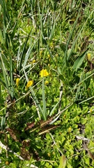 Erythranthe primuloides