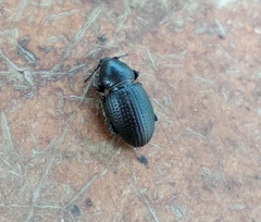 Psallidium maxillosum