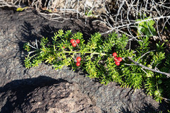 Asparagus densiflorus