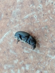 Psallidium maxillosum