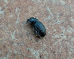 Psallidium maxillosum