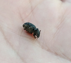 Psallidium maxillosum