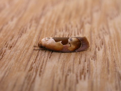 Hoplomorpha camelaea