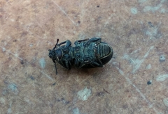 Psallidium maxillosum