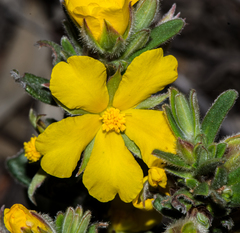 Hibbertia montana