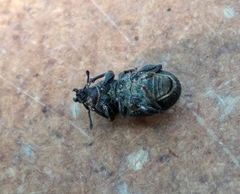 Psallidium maxillosum