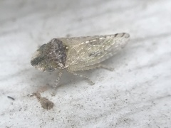 Xerophloea peltata