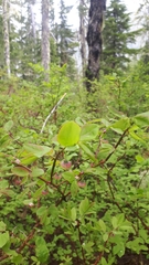Vaccinium alaskaense