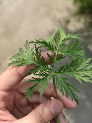 Artemisia annua