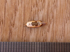 Hoplomorpha camelaea