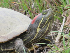 Trachemys scripta elegans