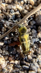 Triodoclytus lanifer