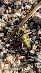 Triodoclytus lanifer