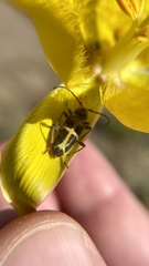 Triodoclytus lanifer